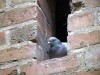 O 2013_Malbork 3